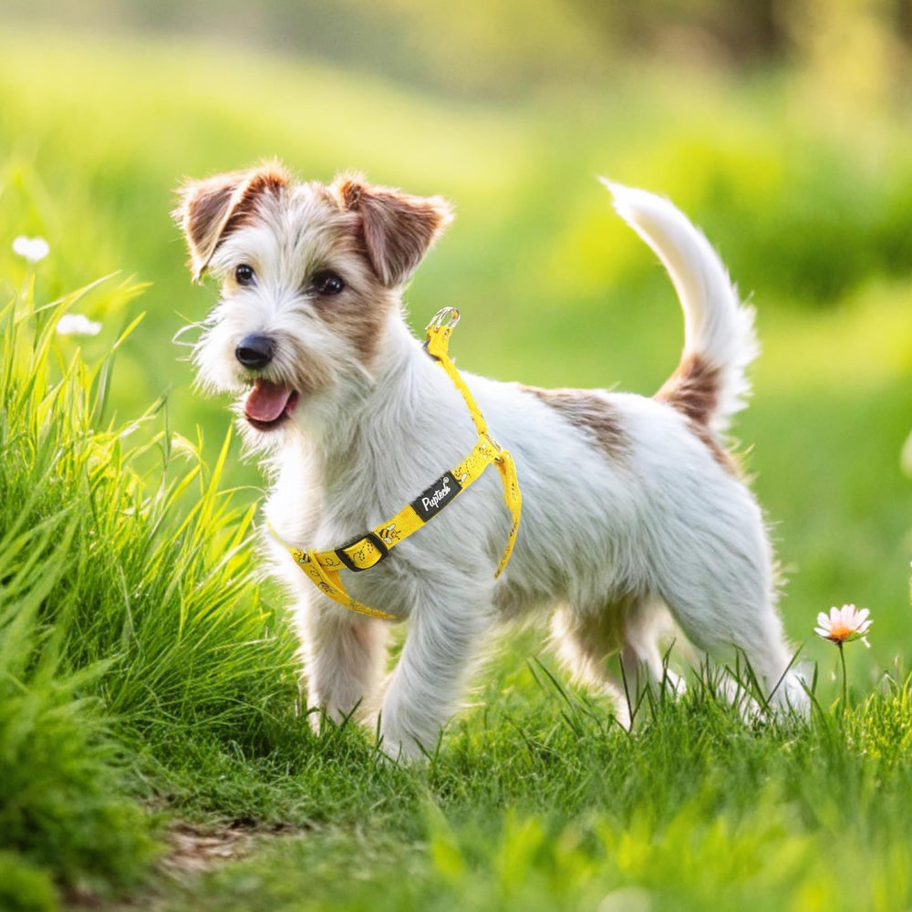 Diseño cómodo para paseos diarios de perros pequeños.