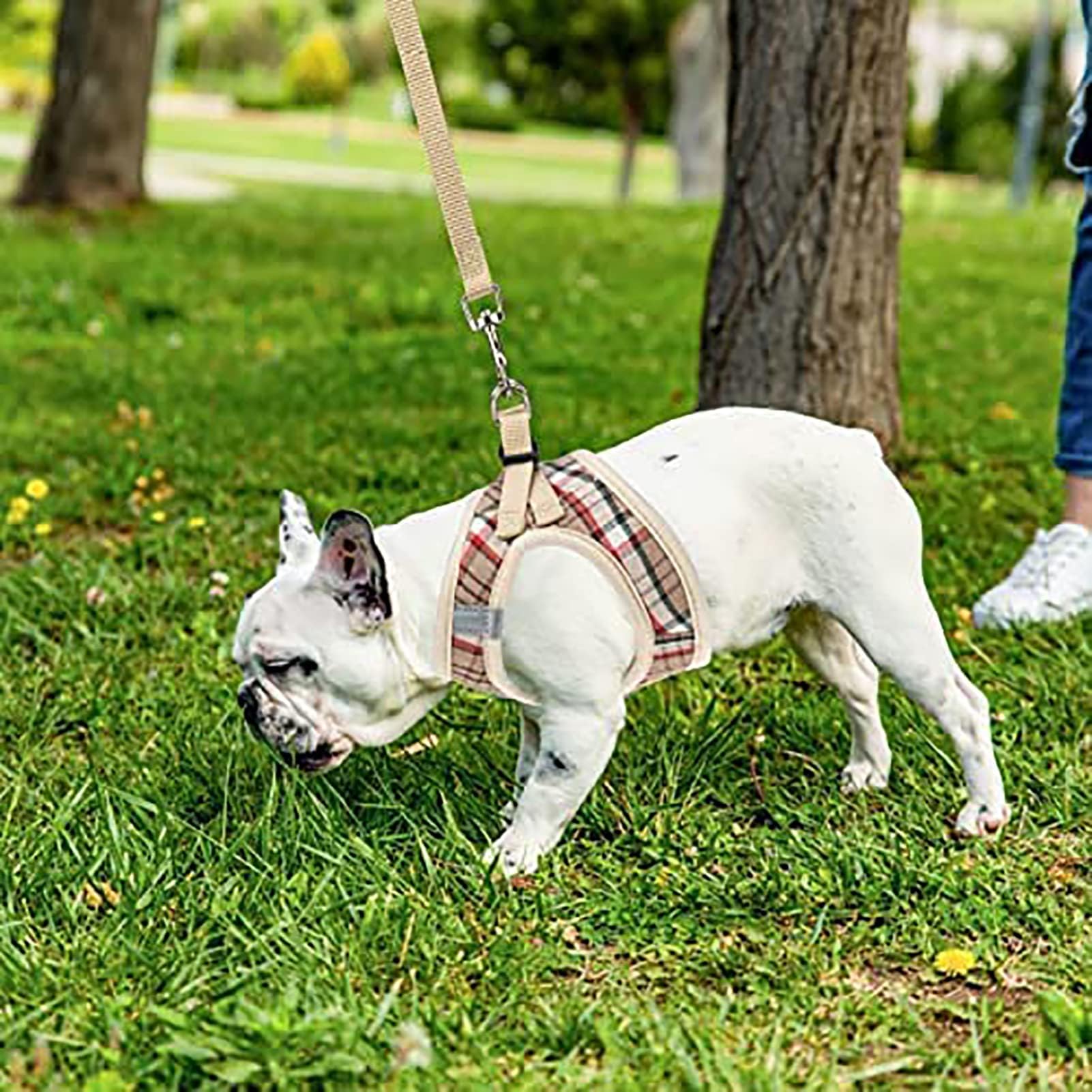 PUPTECK guía de tallas para elegir el tamaño correcto.