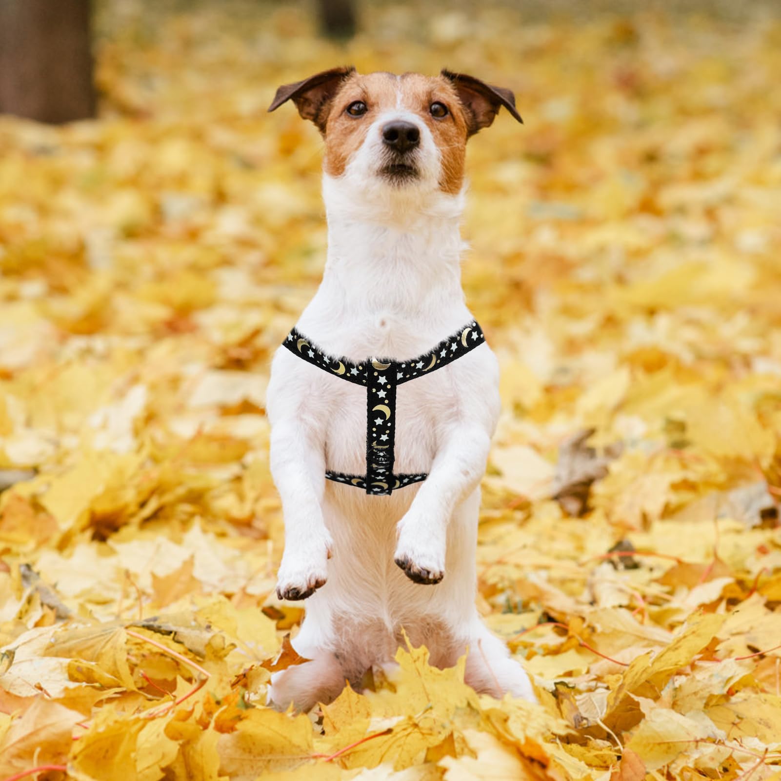 PUPTECK guía de tallas para un ajuste fiable en perros.