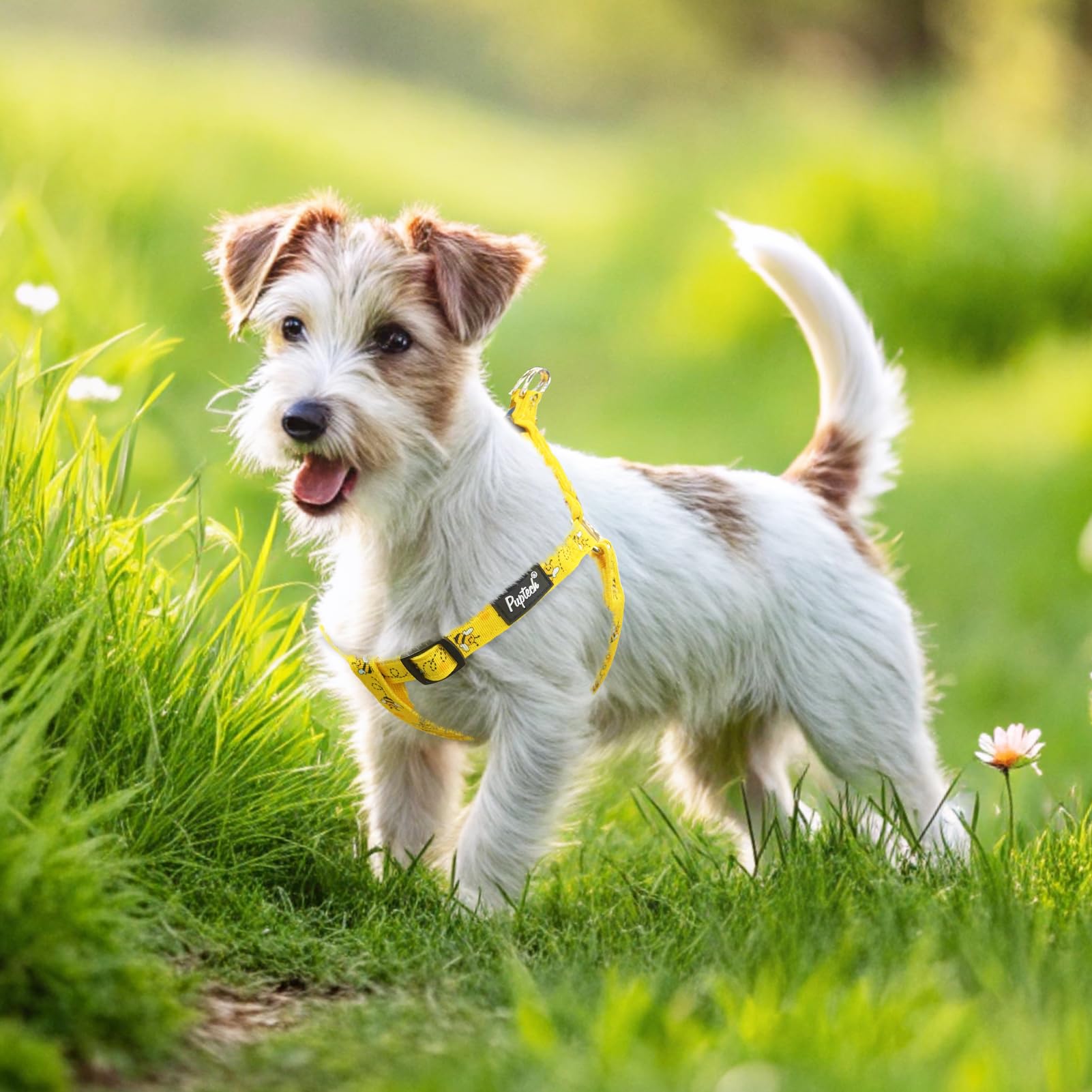PUPTECK guía de tallas para perros de distintas razas.