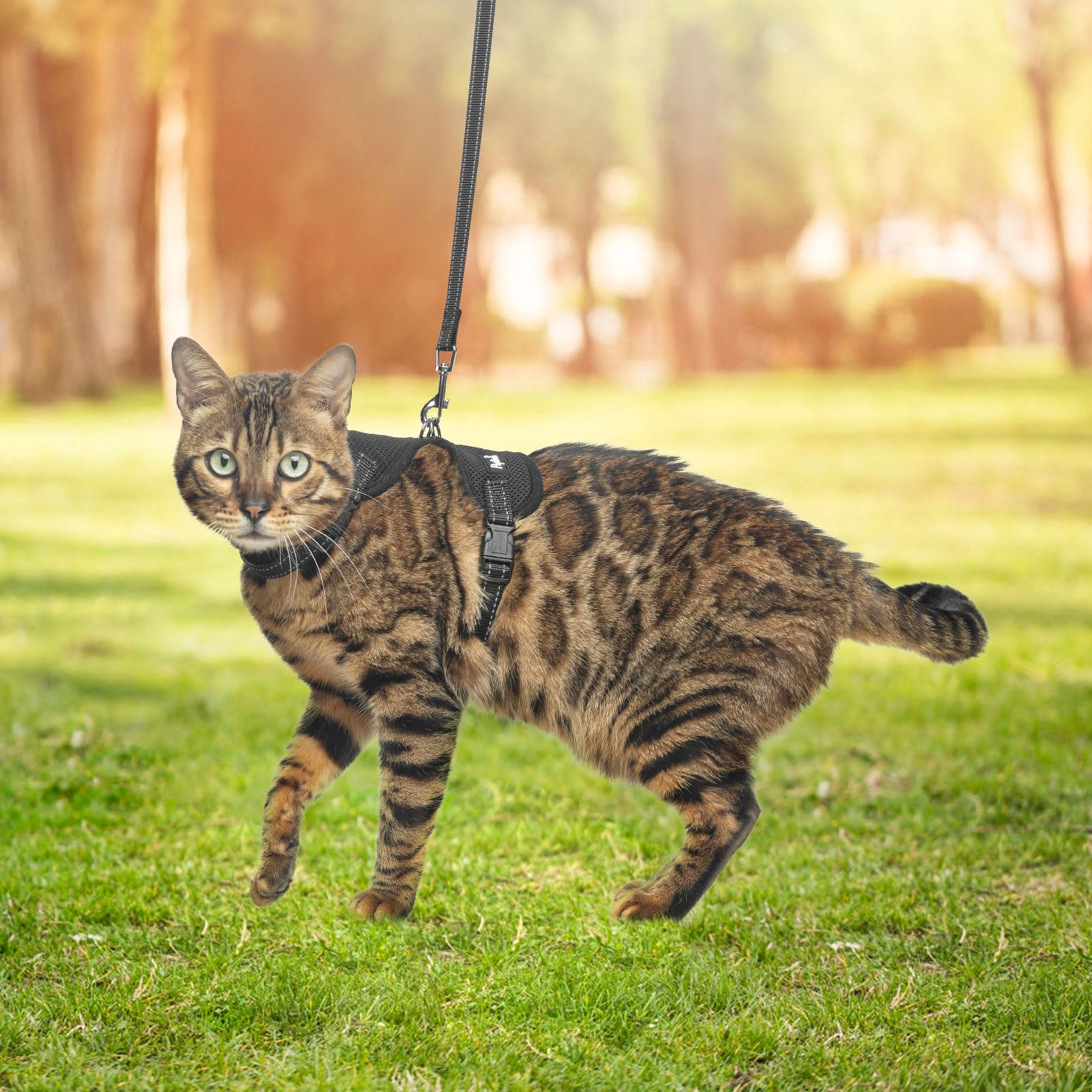 Pupteck kit arnés y correa para gatos ideal en viajes y salidas