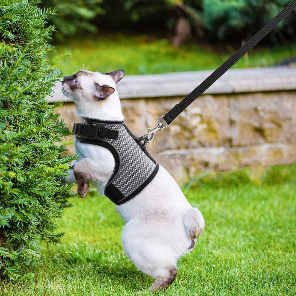 PUPTECK kit arnés y correa para gatos y razas pequeñas.