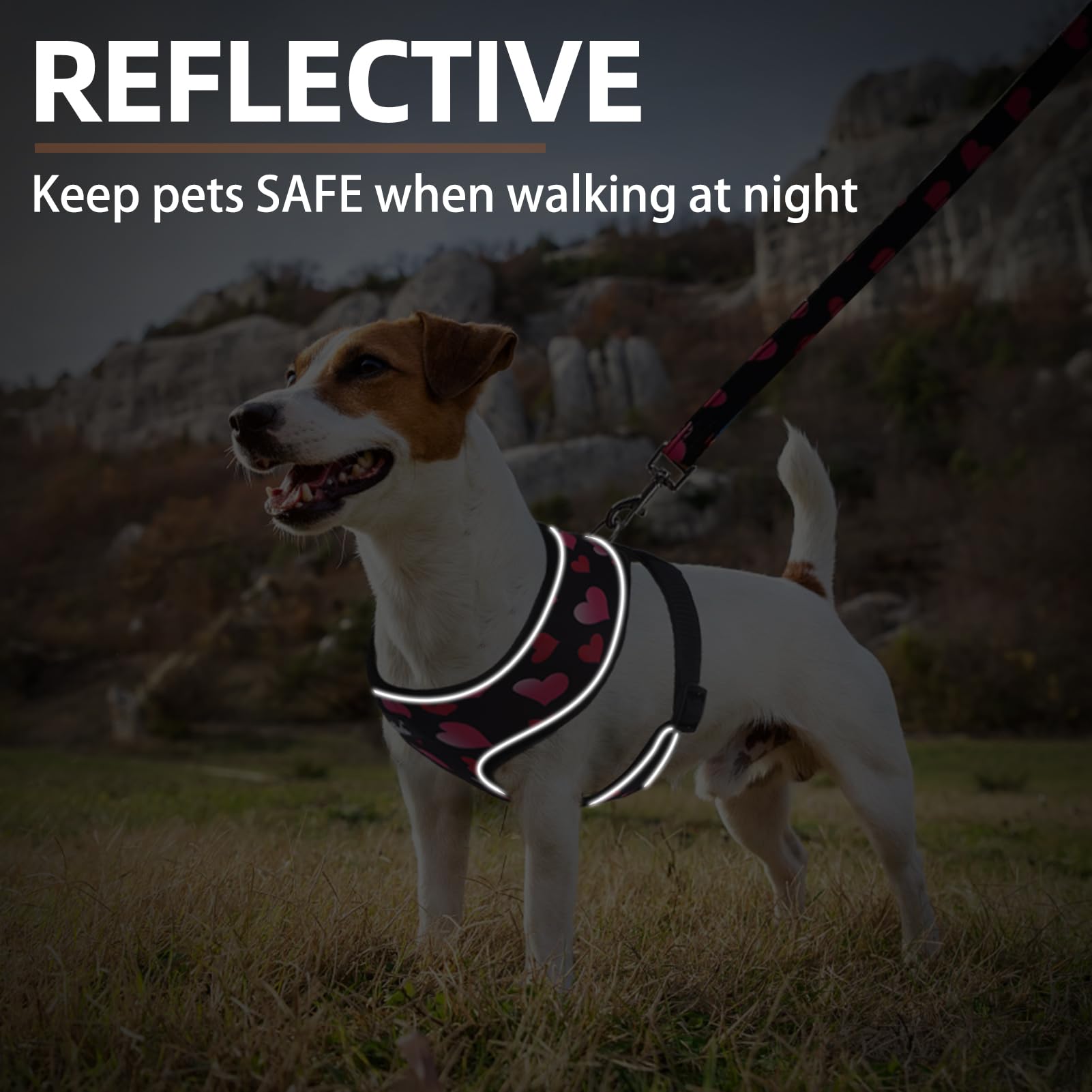 Conjunto ligero para paseos diarios con PUPTECK