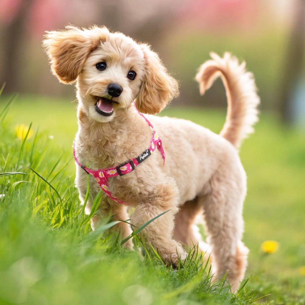 PUPTECK arnés cómodo para paseos al aire libre.