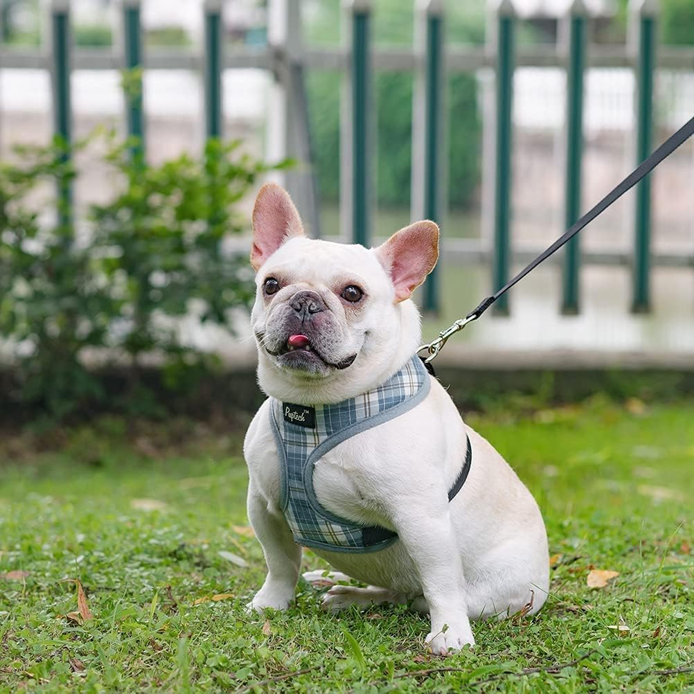 PUPTECK perro feliz con arnés de malla durante el paseo azul.