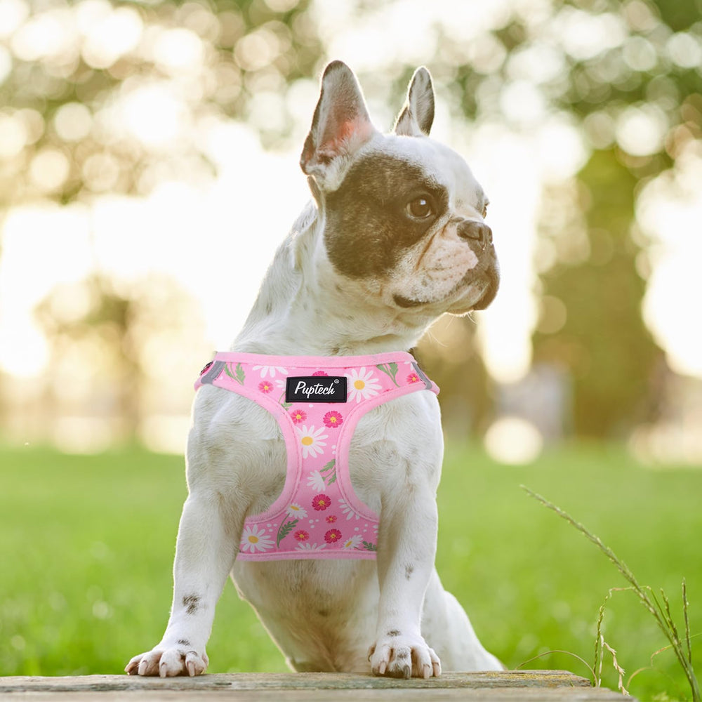 Conjunto arnés y correa PUPTECK en rosa floral, listo para salidas.