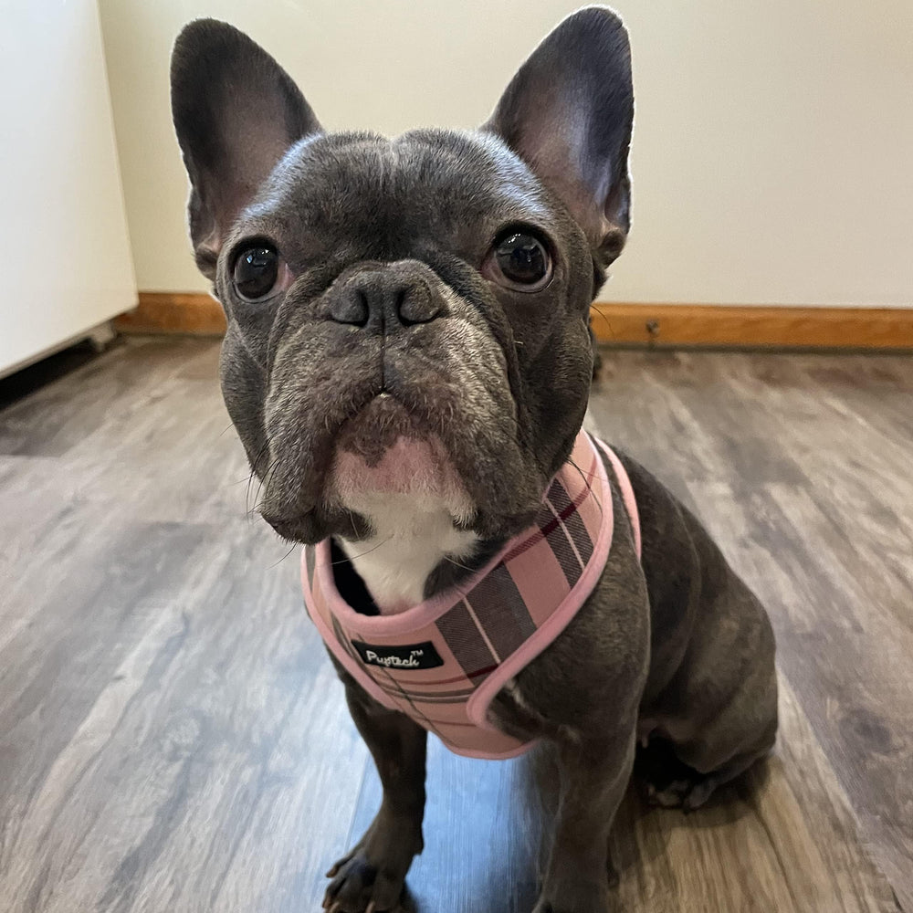 PUPTECK talla M: guía de ajuste para cuello no ajustable.