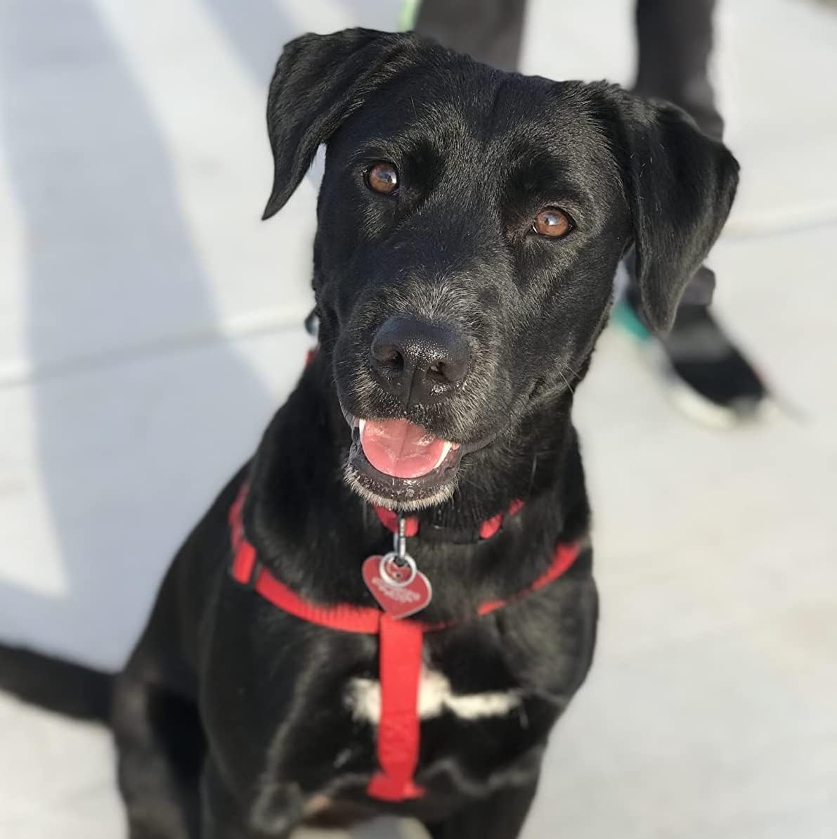 PUPTECK arnés talla M para perro rojo, paseo estable