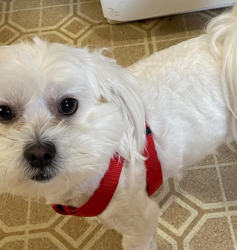 PUPTECK arnés talla S para perro rojo, ajuste cómodo y seguro