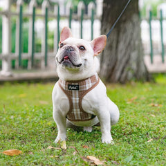 Guía de tallas de PUPTECK para perros en cuatro estaciones.