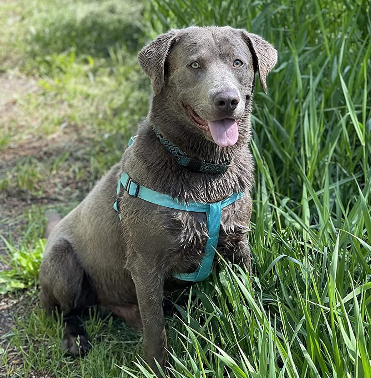 PUPTECK tallas para perros: ajuste seguro para distintas razas