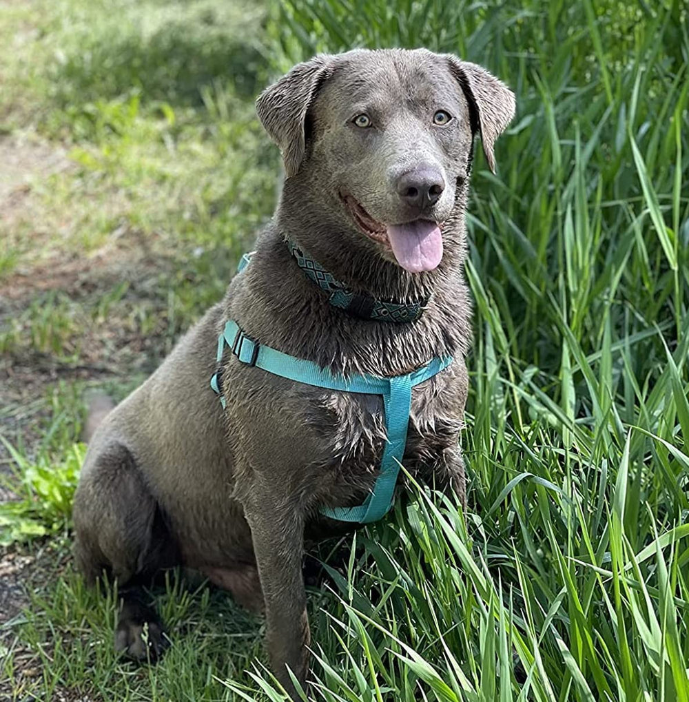 PUPTECK tallas para perros: ajuste seguro para distintas razas