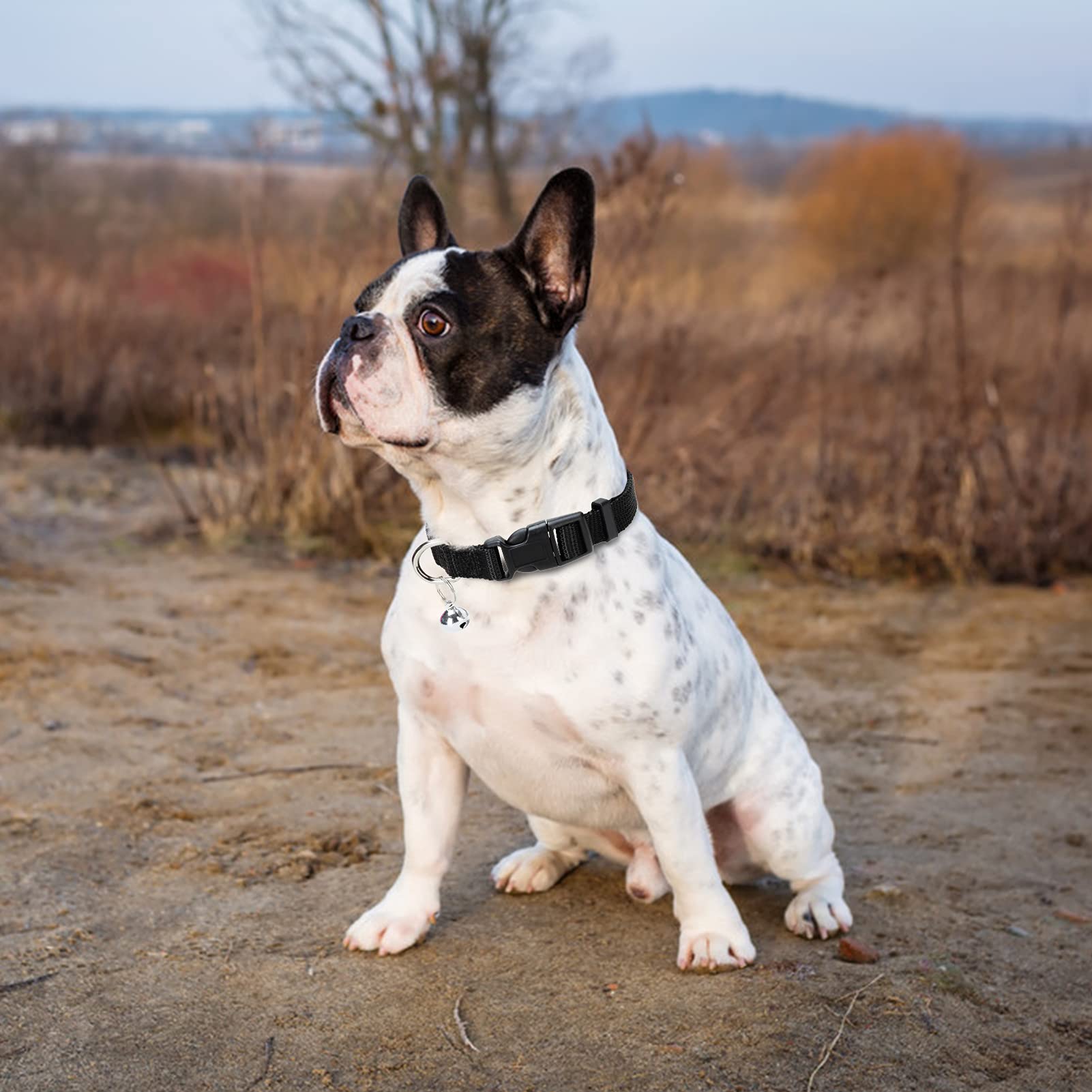 Guía de tallas para perros y gatos, fácil selección
