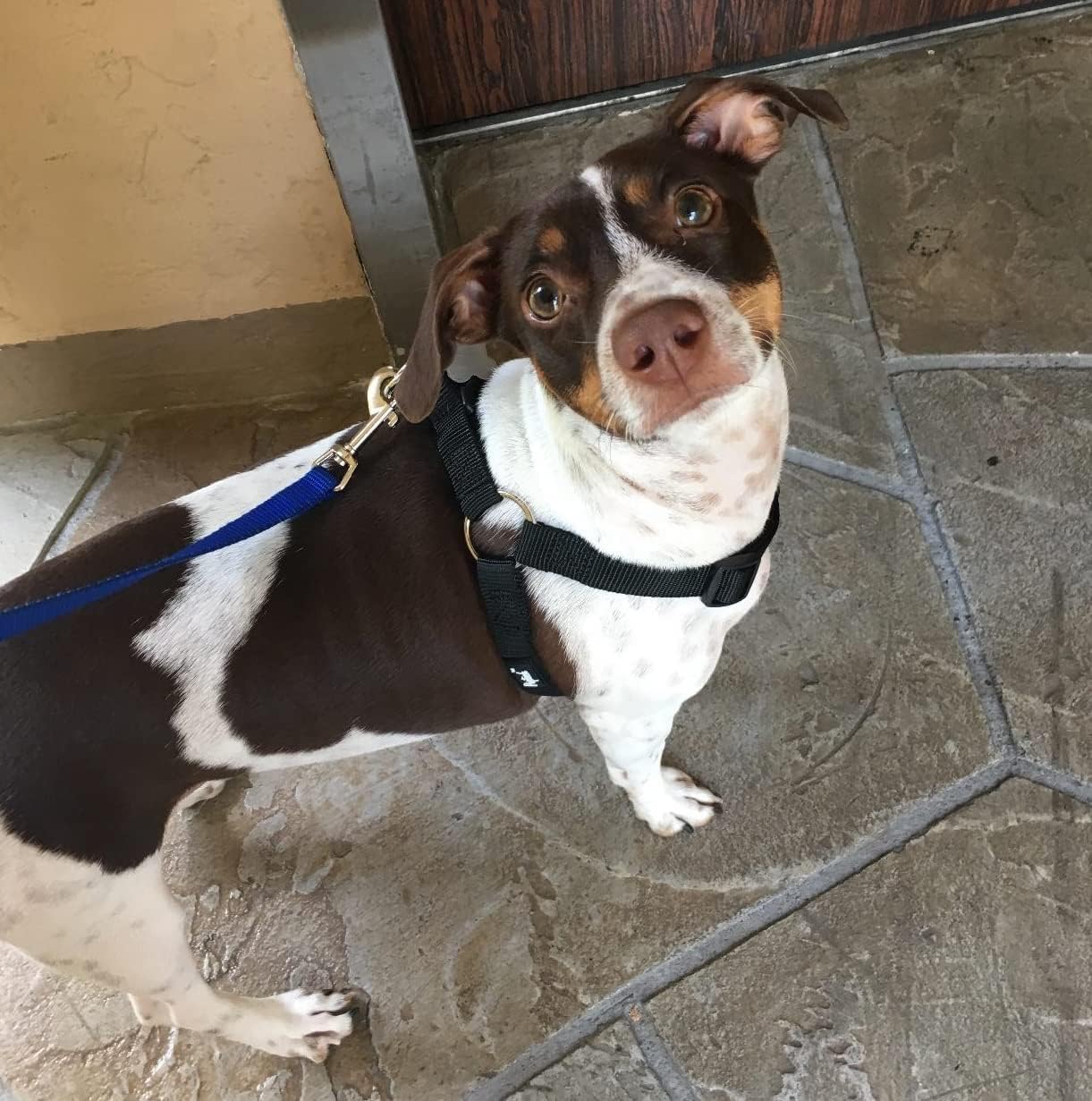 PUPTECK tamaño XS recomendado para razas pequeñas