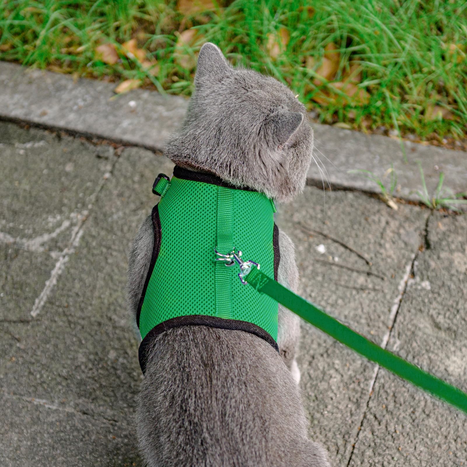 PUPTECK uso-parque-con-gato, destaca seguridad y comodidad durante paseos.