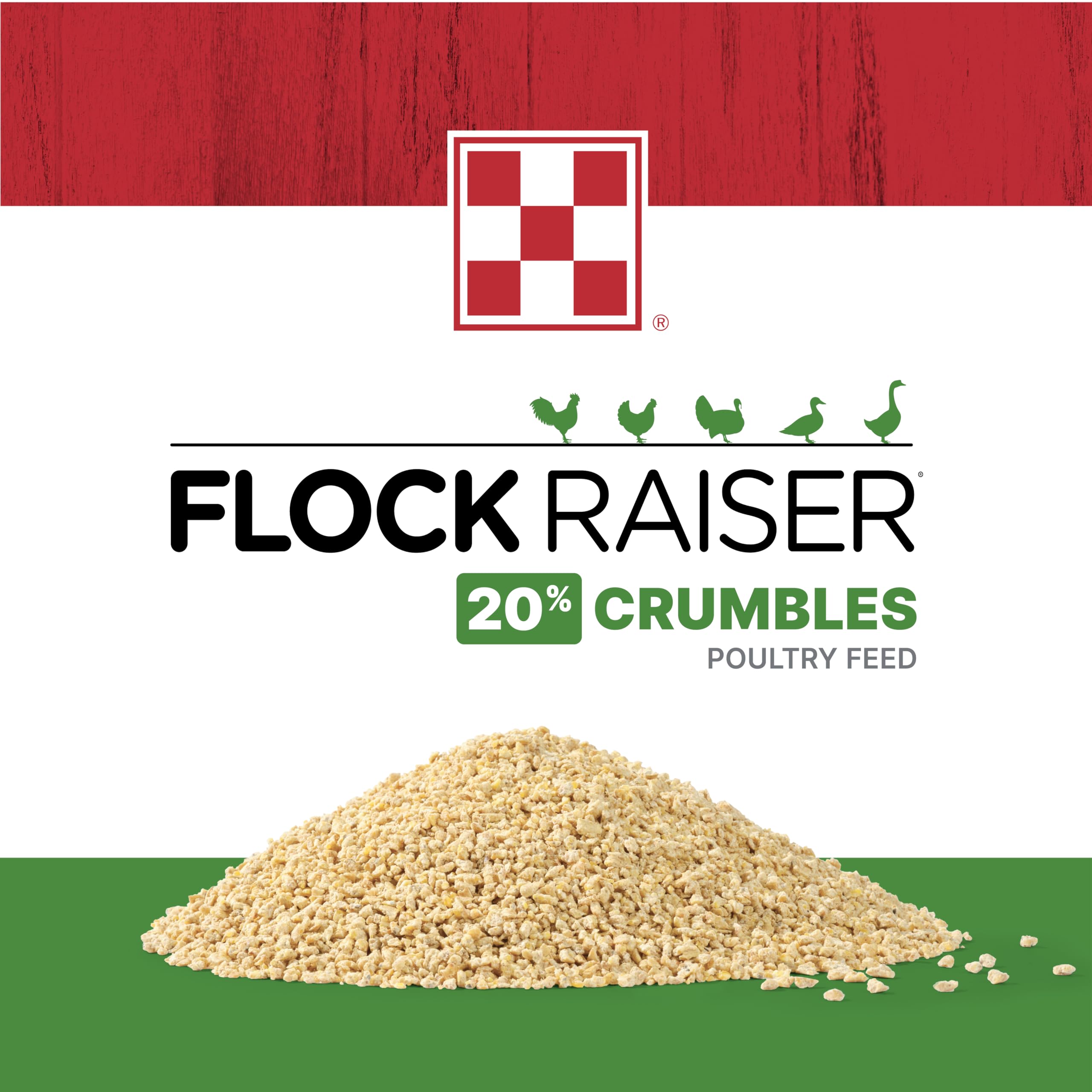 Pollos comiendo Purina Flock Raiser Crumbles, nutrición diaria.