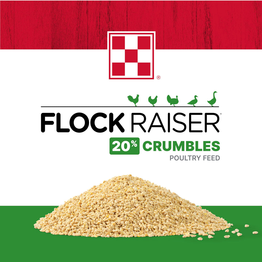 Pollos comiendo Purina Flock Raiser Crumbles, nutrición diaria.