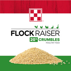 Pollos comiendo Purina Flock Raiser Crumbles, nutrición diaria.