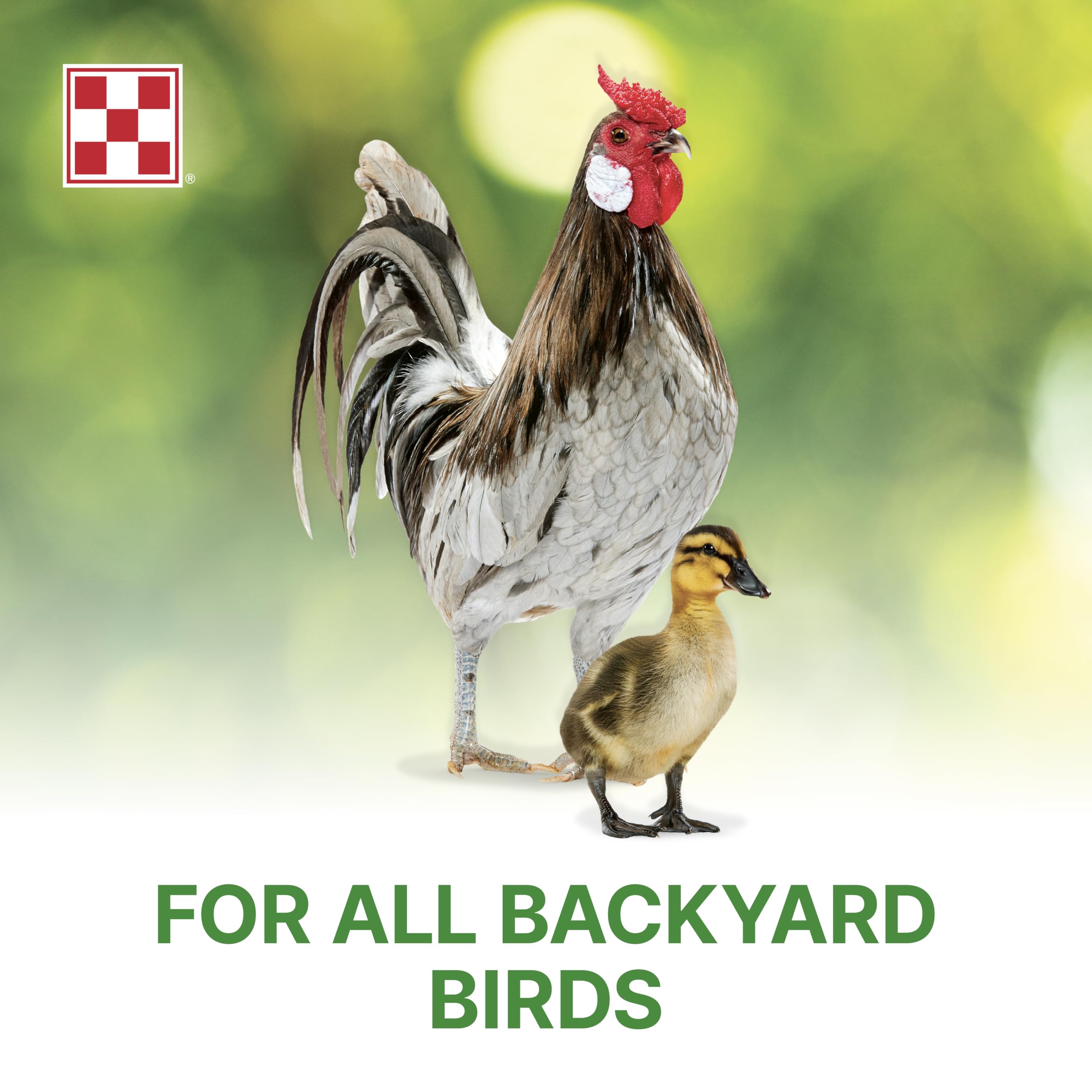 Crias de aves creciendo con Purina Flock Raiser Crumbles.