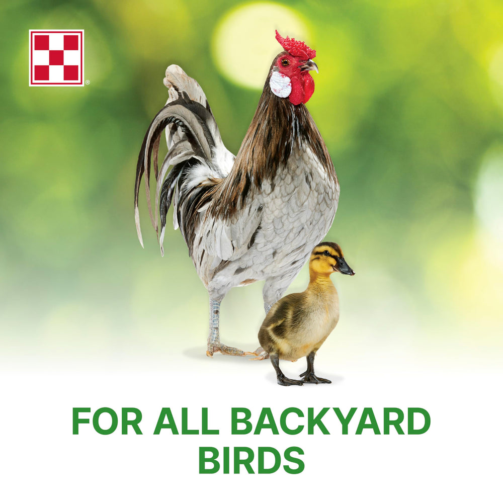 Crias de aves creciendo con Purina Flock Raiser Crumbles.