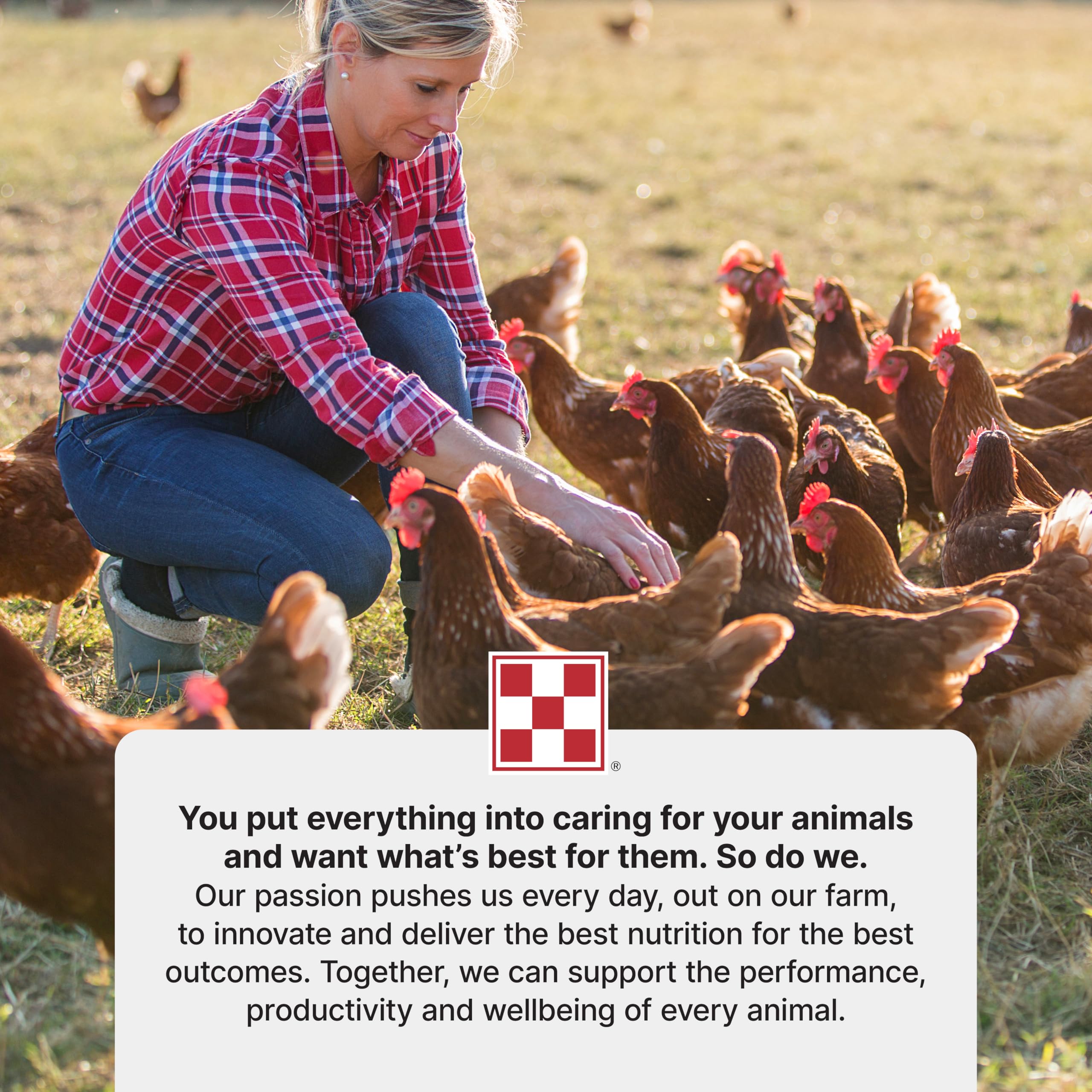 Purina Start & Grow: opción ideal para pollitos en crianza