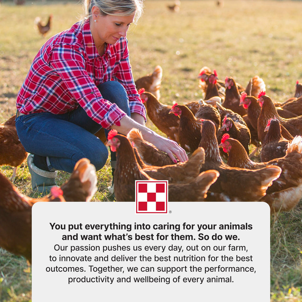 Purina Start & Grow: opción ideal para pollitos en crianza