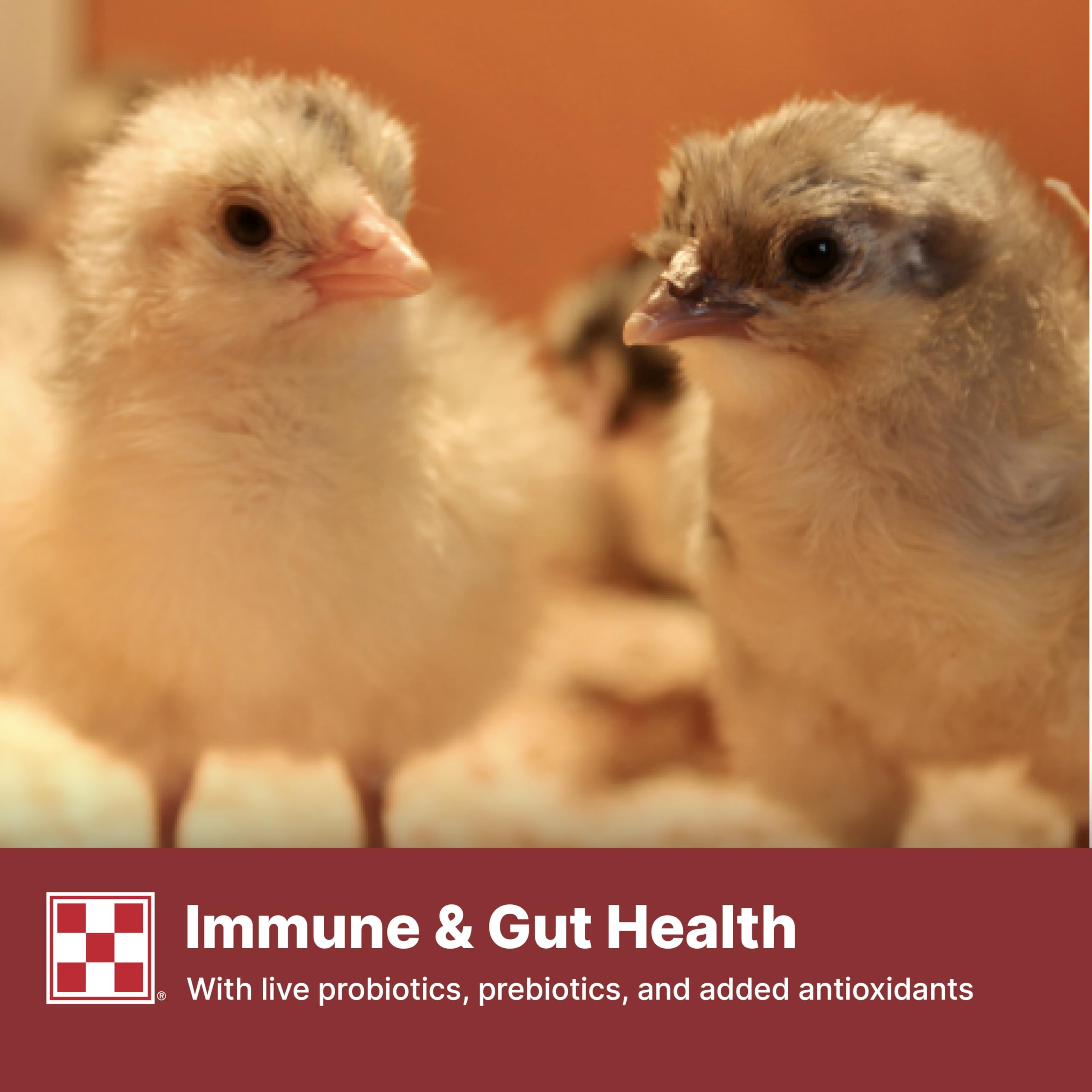 Purina Start & Grow: formato crumble para pollitos, alimentación diaria sencilla