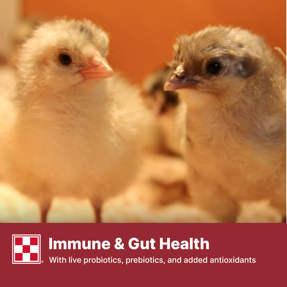 Purina Start & Grow: formato crumble para pollitos, alimentación diaria sencilla