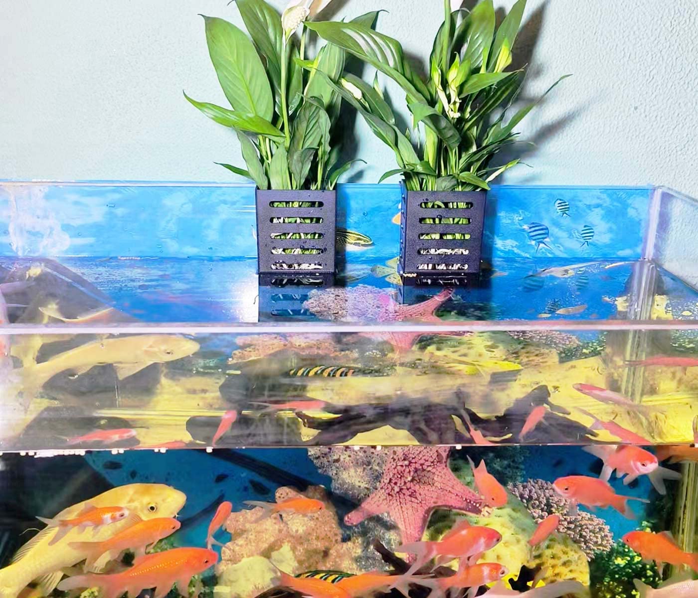 QICIKRASE cestas para plantas de acuario, tamaño compacto para optimizar el espacio.