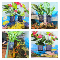 QICIKRASE decoración de acuario con plantas flotantes para un ambiente natural.