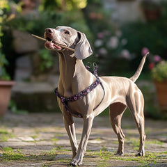 QQPETS arnés con hebilla lateral segura para liberación rápida durante caminatas.