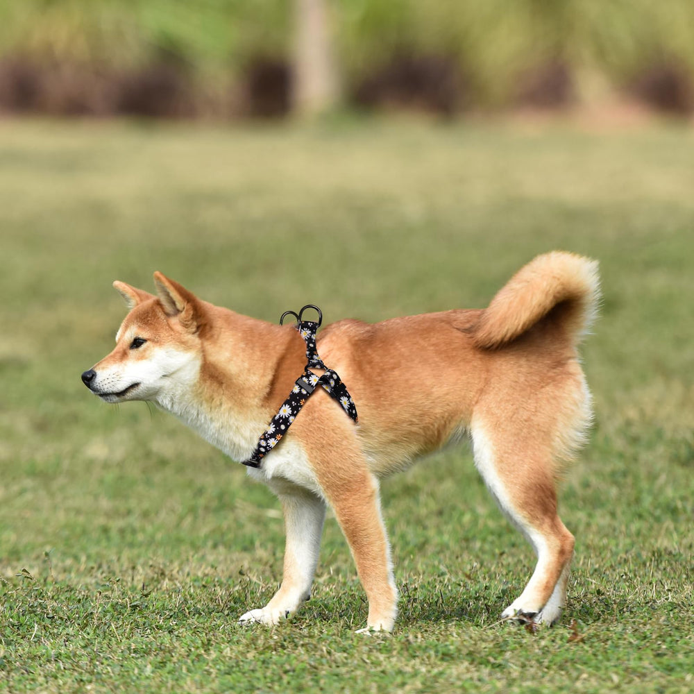 QQPETS conjunto para uso diario, cómodo en todas las razas.
