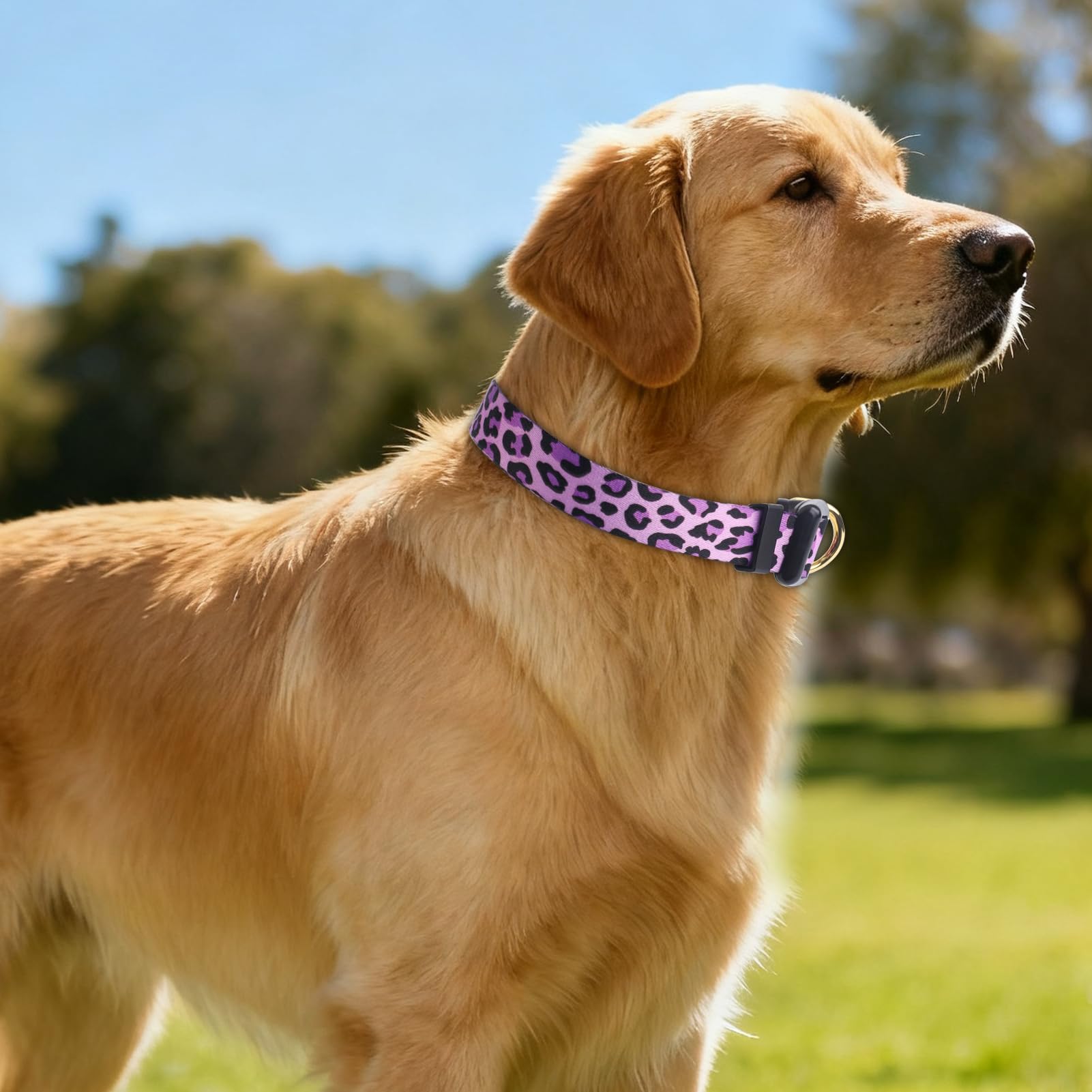 QQPETS collar ajustable con patrón floral multicolor para perros activos.