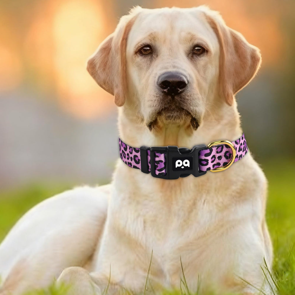 QQPETS collar ajustable pattern floral rosa, pensado para perros activos.