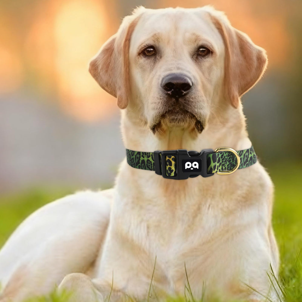 QQPETS collar ajustable cómodo para cuellos pequeños y grandes.
