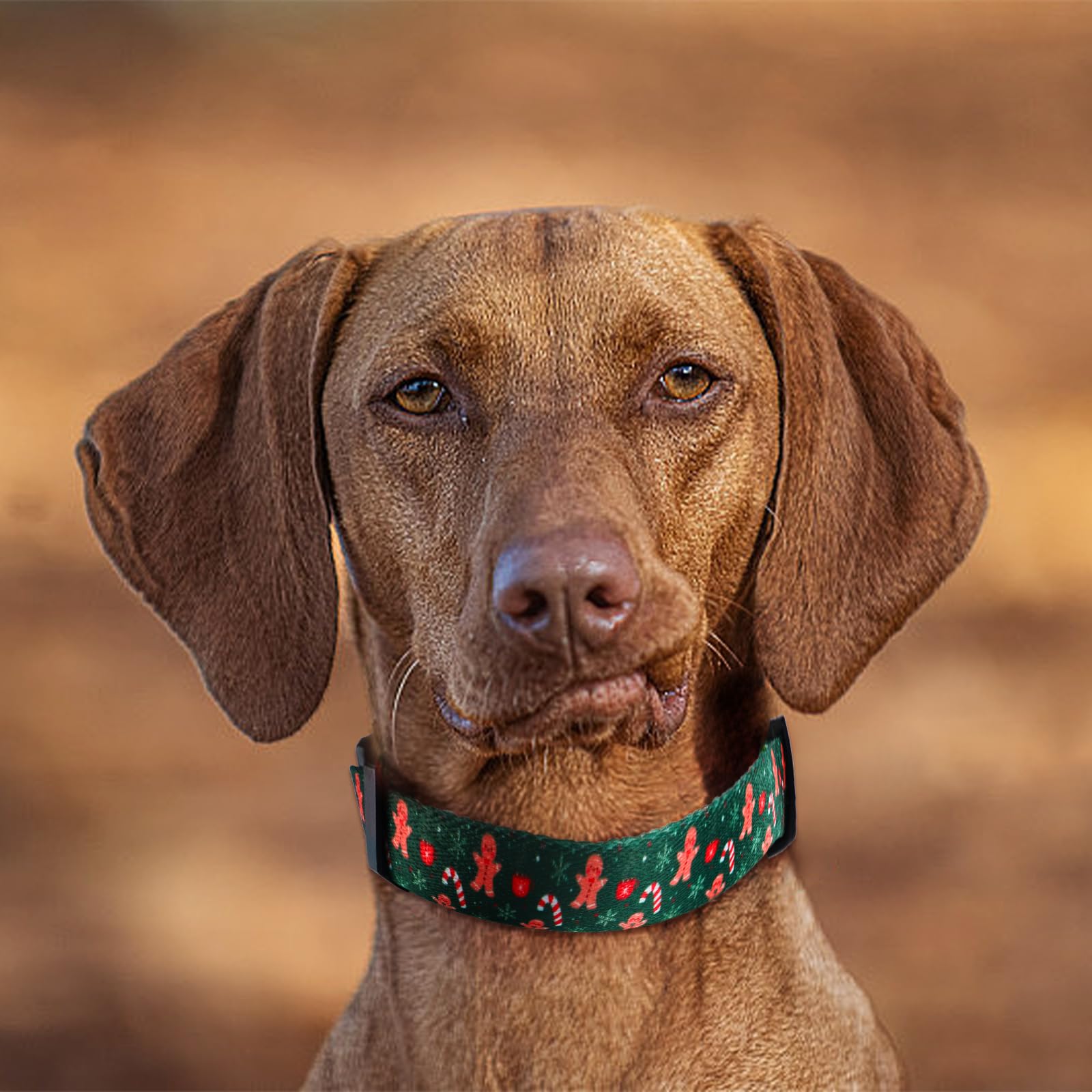 Collar QQPETS con diseño floral para perros, ideal para paseos con estilo