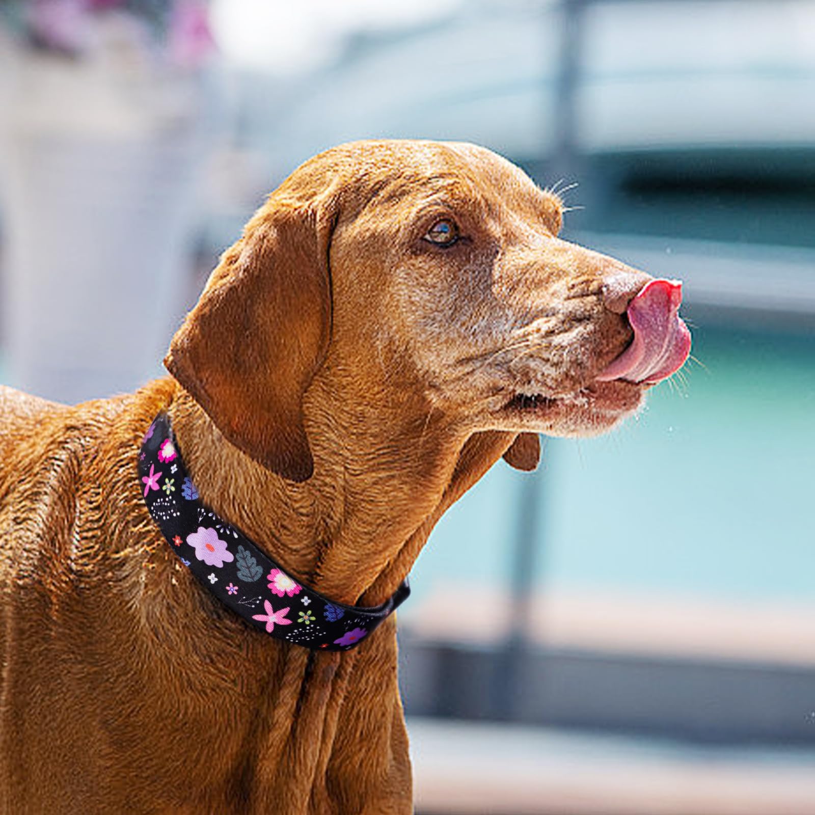 QQPETS collar con hebilla rápida para colocar y quitar fácilmente.