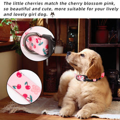 QQPETS collar de poliéster de alta densidad para durabilidad diaria