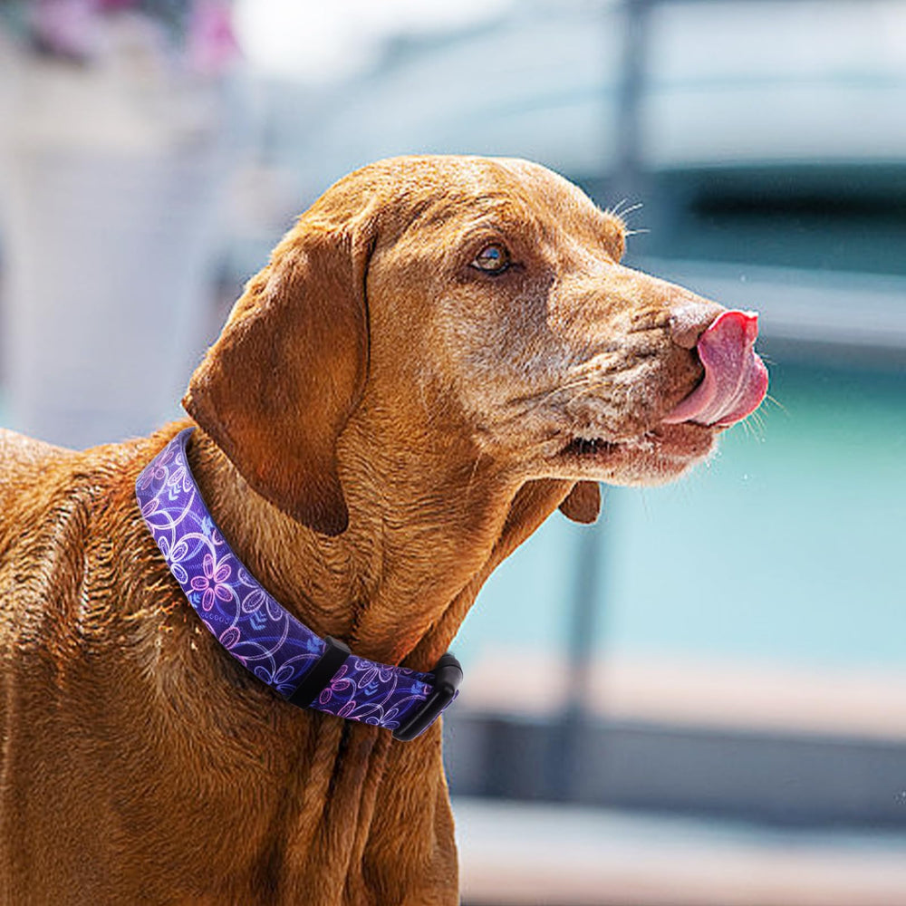 QQPETS collar de poliéster de alta densidad, resistente y suave para mascotas