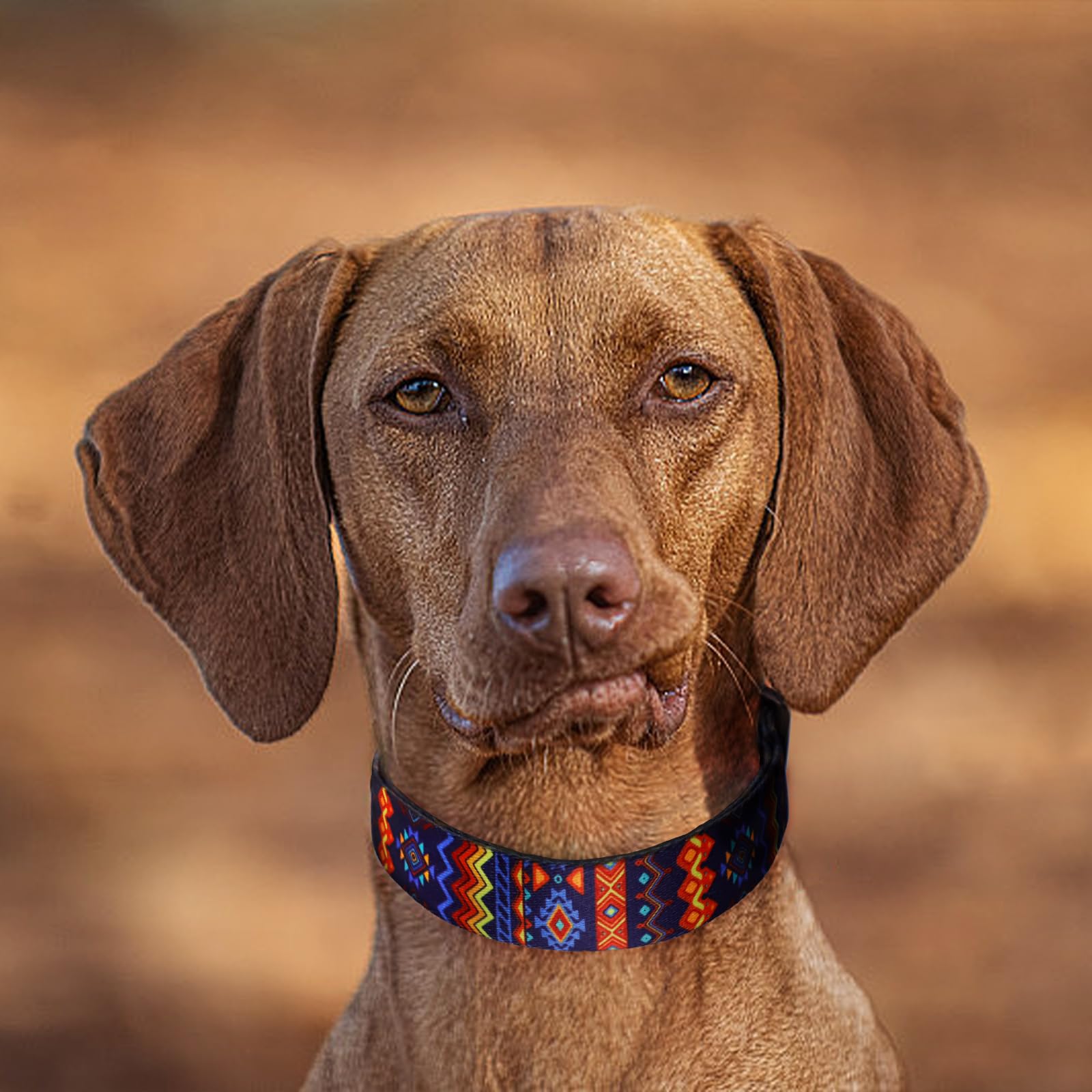 Patrón floral multicolor para perros que destaca durante los paseos