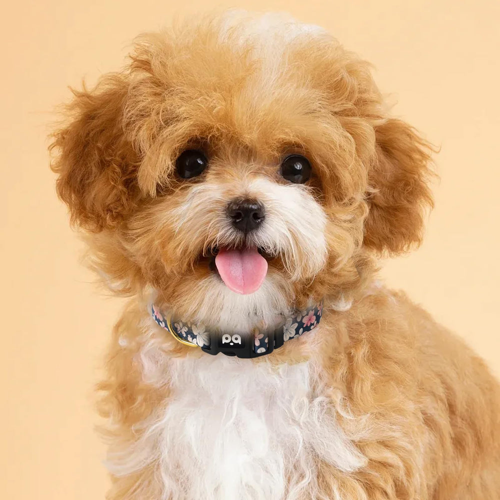 Collar QQPETS con ajuste visible para garantizar un ajuste seguro.