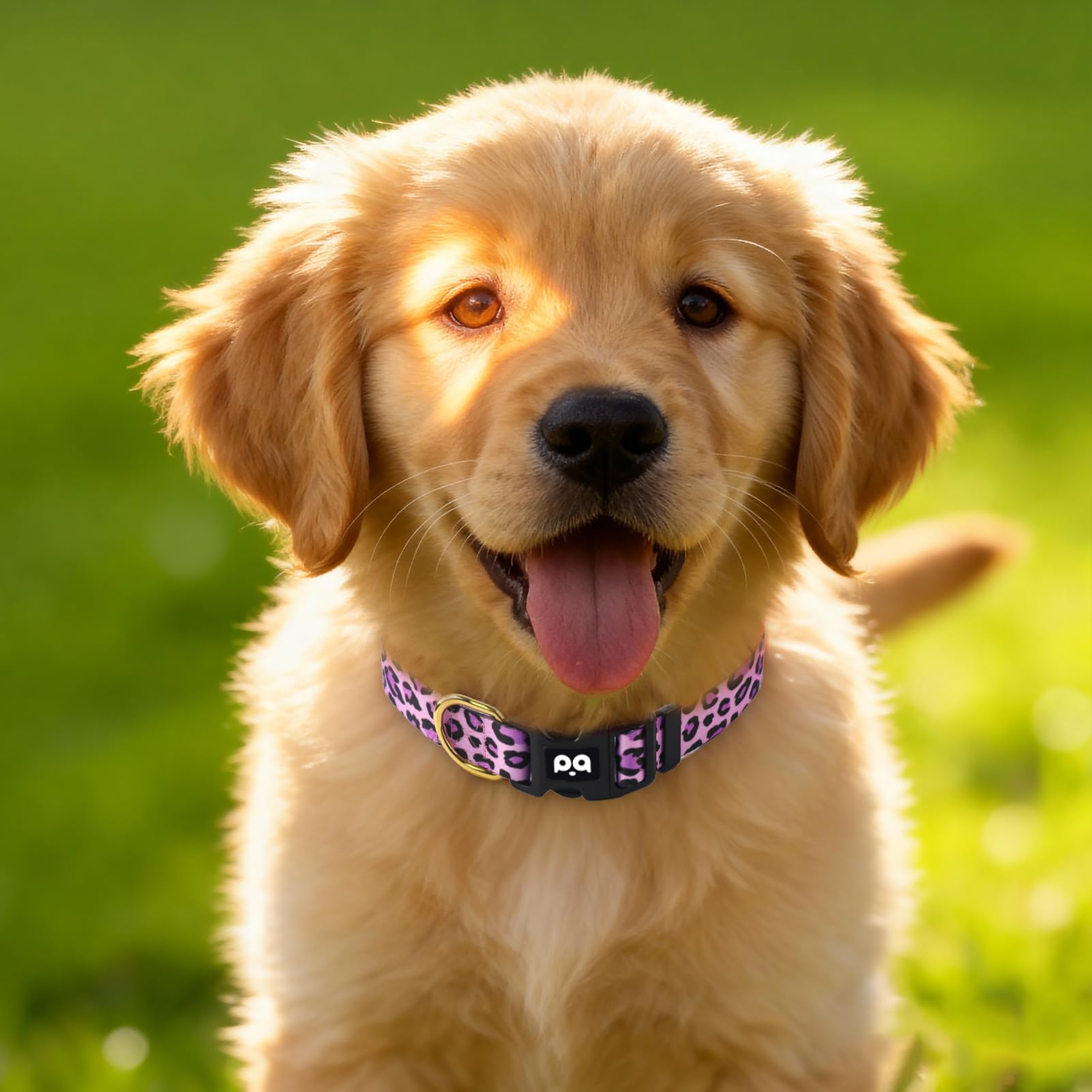 QQPETS collar ajustable para tallas XS a L, cómodo y práctico.