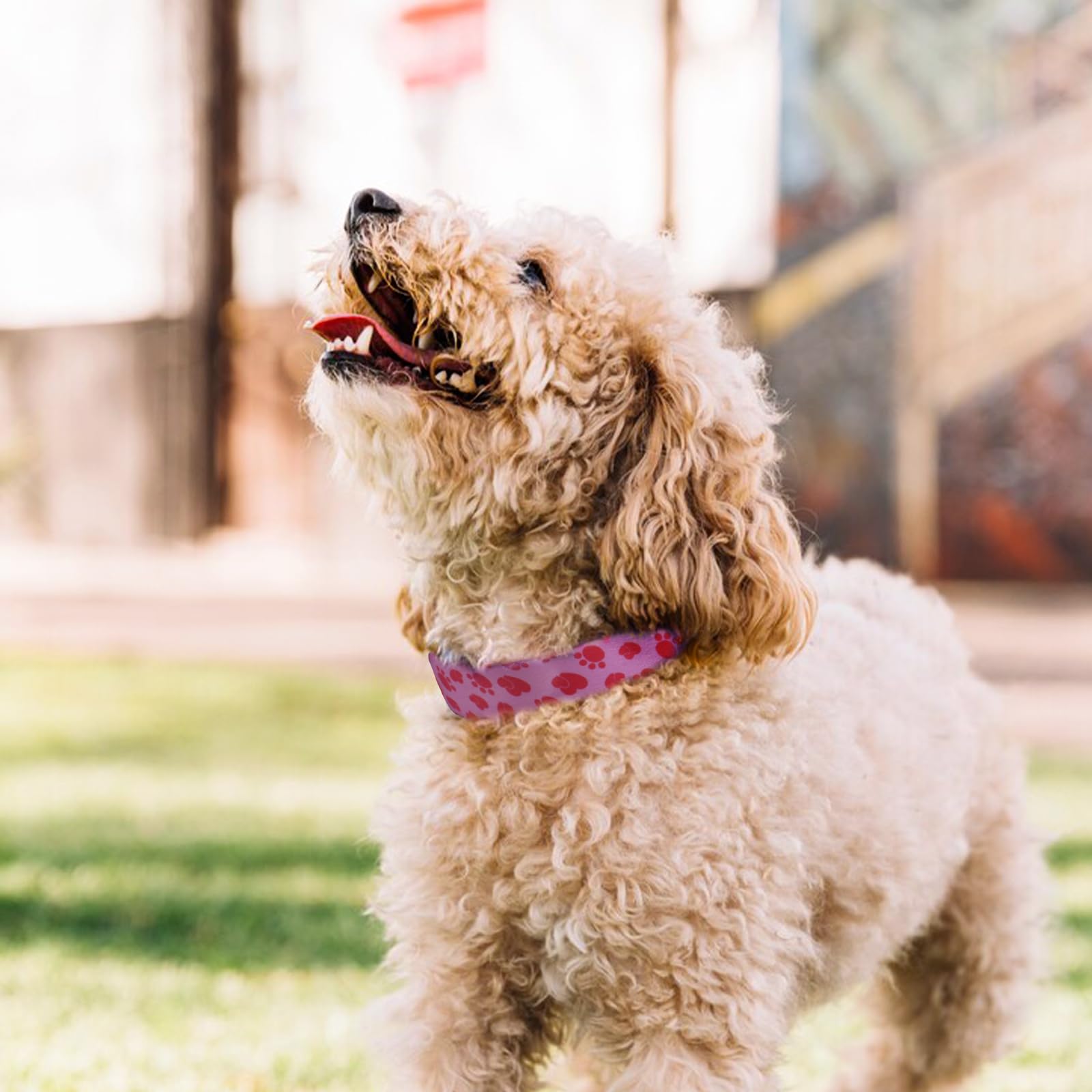 QQPETS anilla D de zinc recubierta, mayor durabilidad