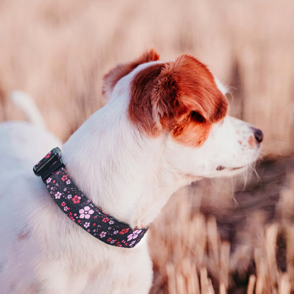 Collar QQPETS aro de zinc recubierto, duradero para entrenamientos