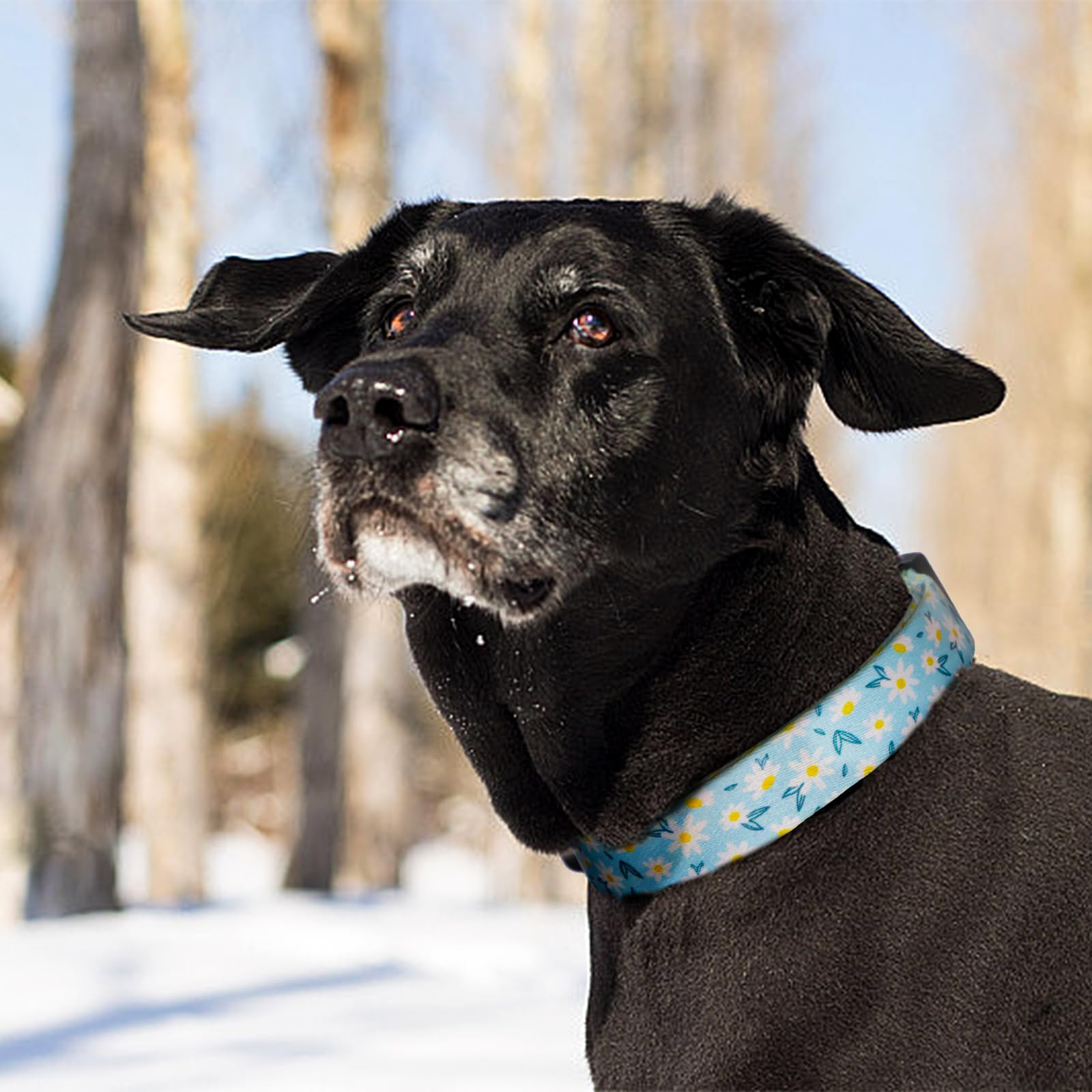 QQPETS collar perro cierre rápido ABS, permite ponérselo y quitarlo con facilidad