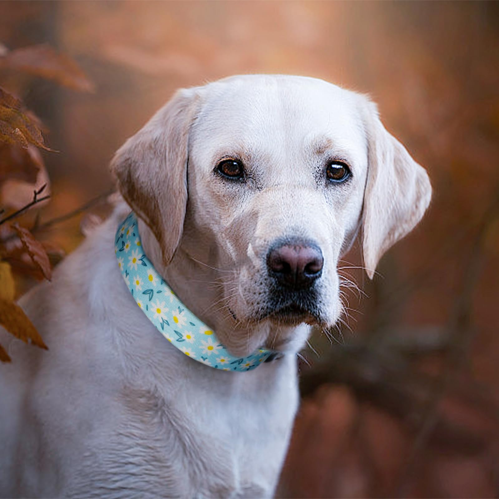 QQPETS collar perro tallas XS a LG facilita encontrar la talla adecuada