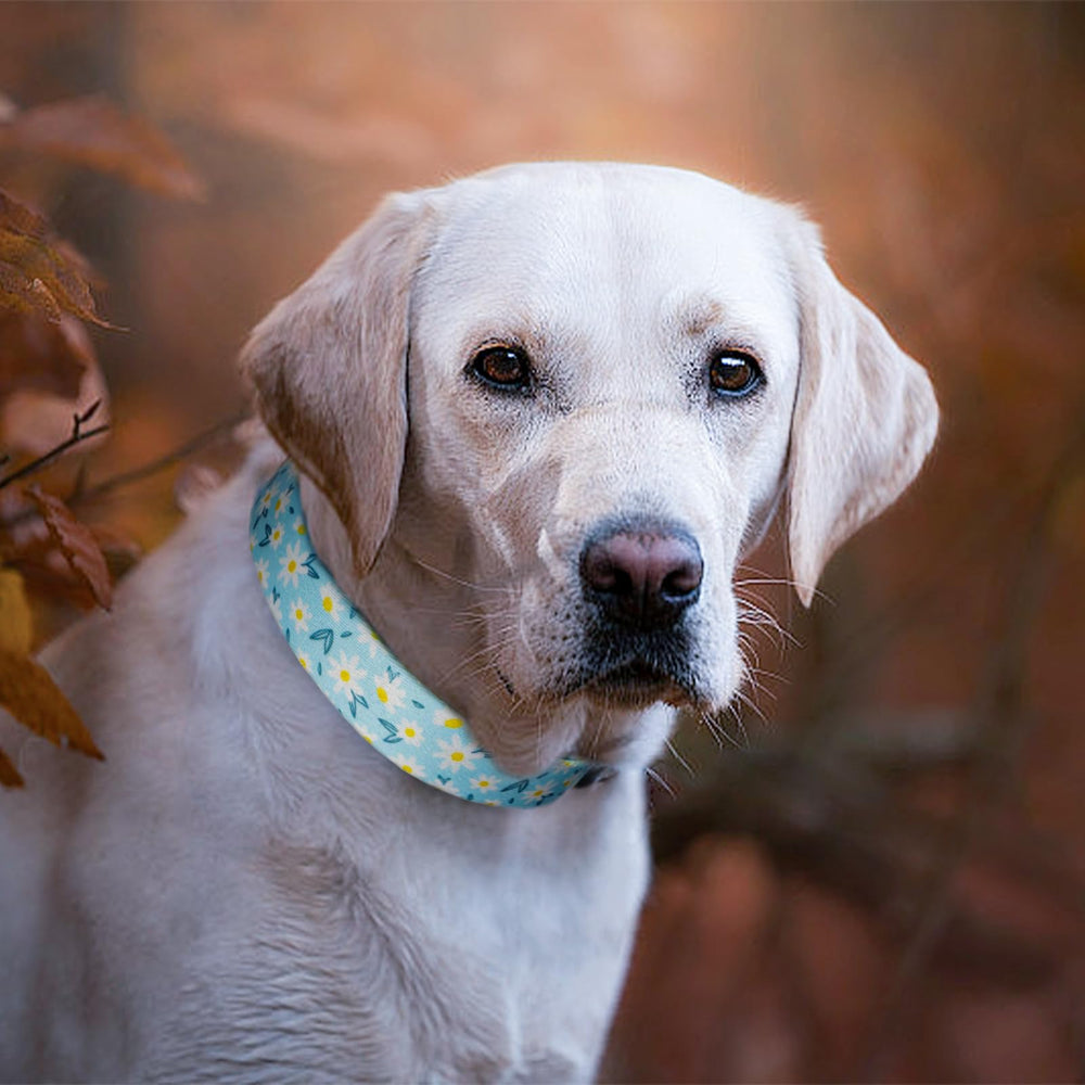 QQPETS collar perro tallas XS a LG facilita encontrar la talla adecuada