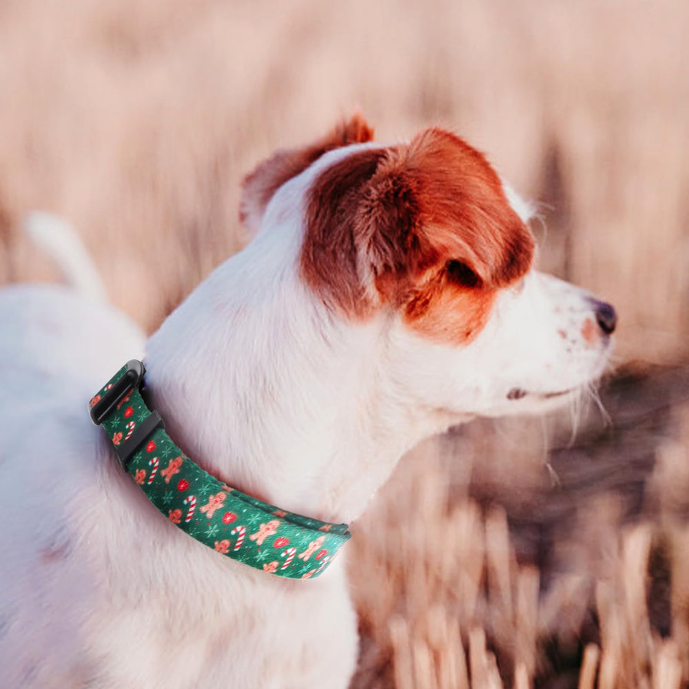 Collar QQPETS con tallas ajustables XS a XL para diferentes tamaños