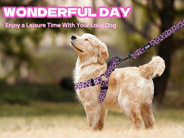 QQPETS conjunto seguro y cómodo para perros de todos los tamaños