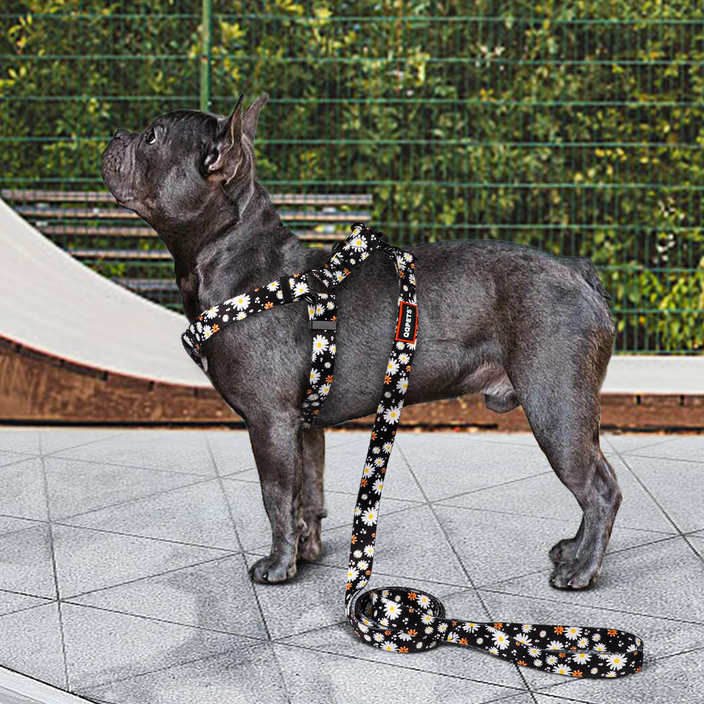 QQPETS correa de 5 pies para caminar con control.